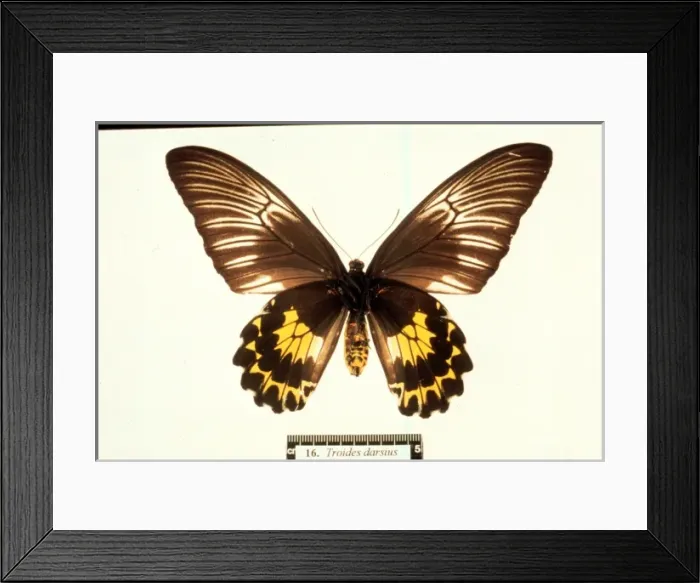 Framed Print : Troides amphrysus, birdwing butterfly Framed Print : Troides amphrysus, birdwing butterfly