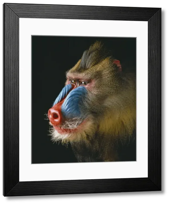 Framed Print : Mandrillus sphinx, mandrill Framed Print : Mandrillus sphinx, mandrill