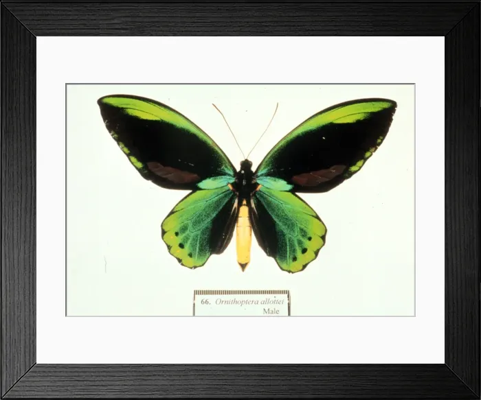 Framed Print : Ornithoptera allotei, birdwing butterfly Framed Print : Ornithoptera allotei, birdwing butterfly
