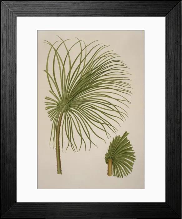 Framed Print : Livistona humilis, sand palm Framed Print : Livistona humilis, sand palm