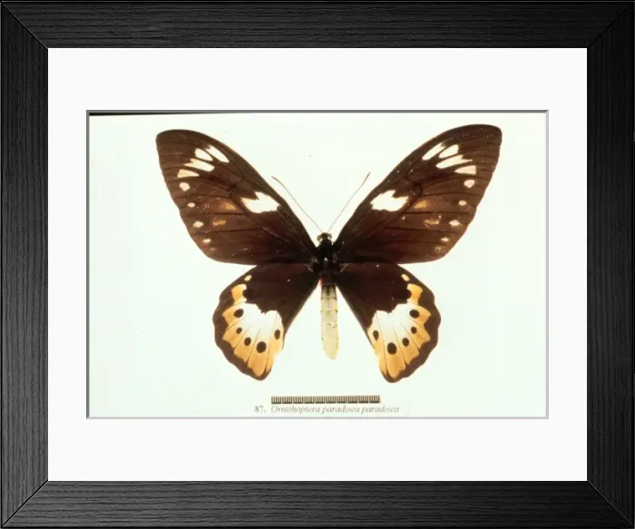 Framed Print : Ornithoptera paradisea, birdwing butterfly Framed Print : Ornithoptera paradisea, birdwing butterfly