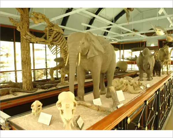 The Natural History Museum at Tring