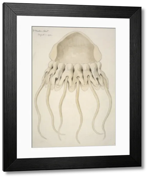 Framed Print : Periphylla periphylla, helmet jellyfish Framed Print : Periphylla periphylla, helmet jellyfish