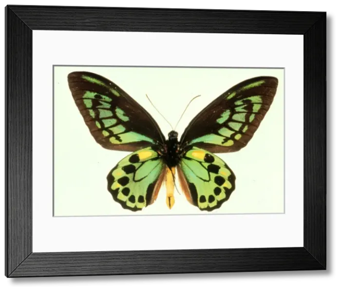 Framed Print : Ornithoptera priamus, birdwing butterfly Framed Print : Ornithoptera priamus, birdwing butterfly