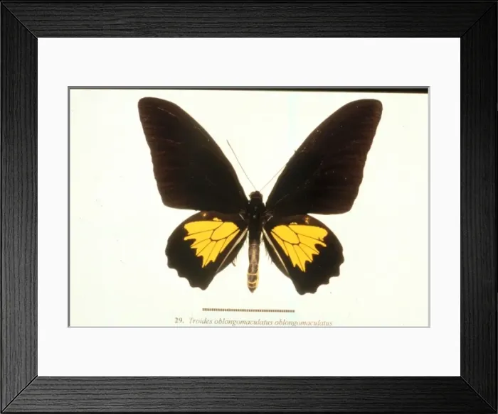 Framed Print : Troides oblongomaculatus, birdwing butterfly Framed Print : Troides oblongomaculatus, birdwing butterfly