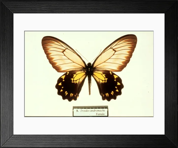 Framed Print : Troides andromache, birdwing butterfly Framed Print : Troides andromache, birdwing butterfly