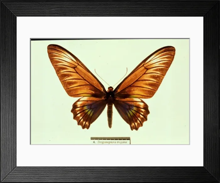 Framed Print : Trogonoptera trojana, birdwing butterfly Framed Print : Trogonoptera trojana, birdwing butterfly