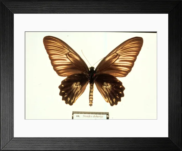 Framed Print : Troides dohertyi, birdwing butterfly Framed Print : Troides dohertyi, birdwing butterfly