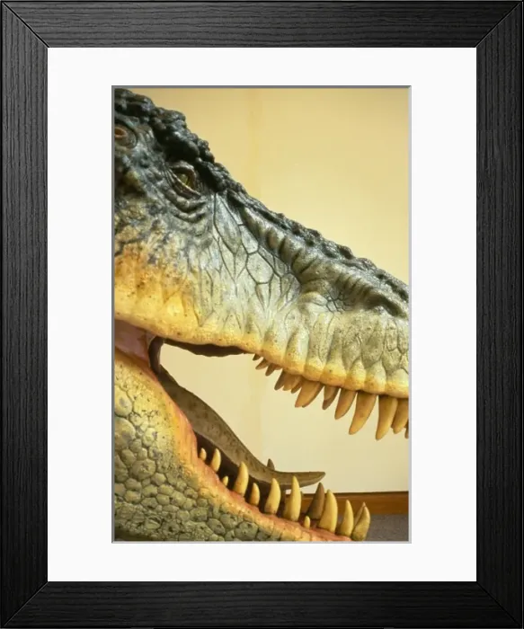 Framed Print : Tyrannosaurus rex Framed Print : Tyrannosaurus rex
