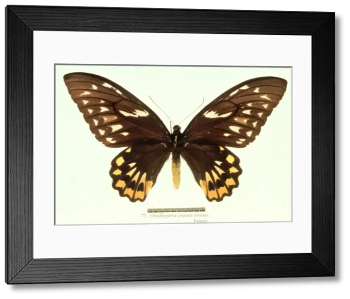 Framed Print : Ornithoptera croesus, birdwing butterfly Framed Print : Ornithoptera croesus, birdwing butterfly