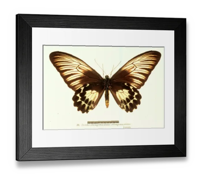 Framed Print : Troides oblongomaculatus, birdwing butterfly Framed Print : Troides oblongomaculatus, birdwing butterfly