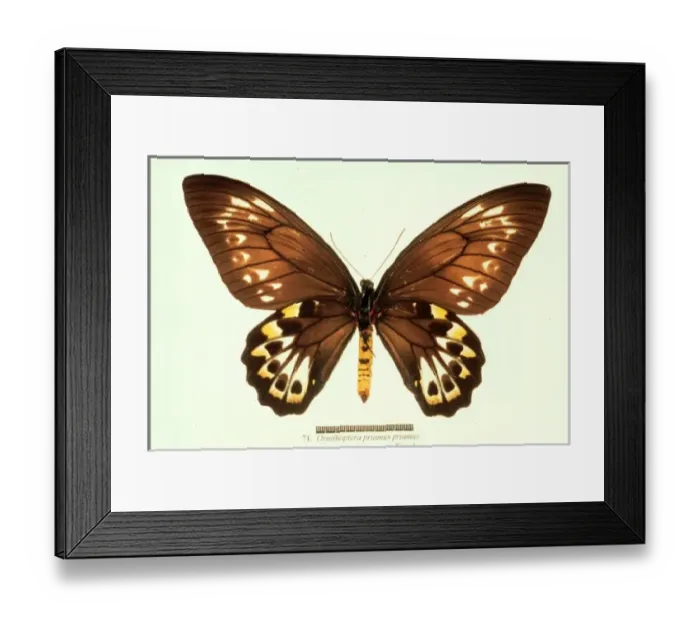 Framed Print : Ornithoptera priamus, birdwing butterfly Framed Print : Ornithoptera priamus, birdwing butterfly