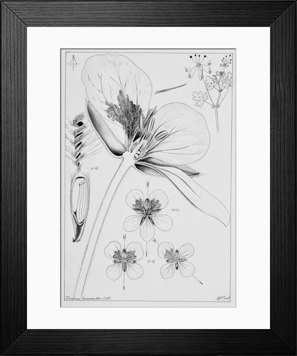Framed Print : Erodium hymenodes, herons bill Framed Print : Erodium hymenodes, herons bill