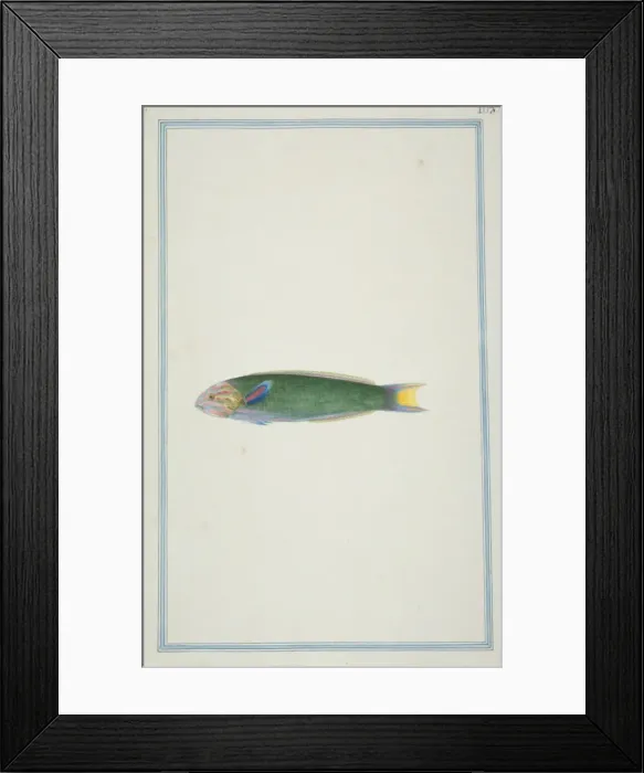 Framed Print : Thalassoma lunare, moon wrasse Framed Print : Thalassoma lunare, moon wrasse