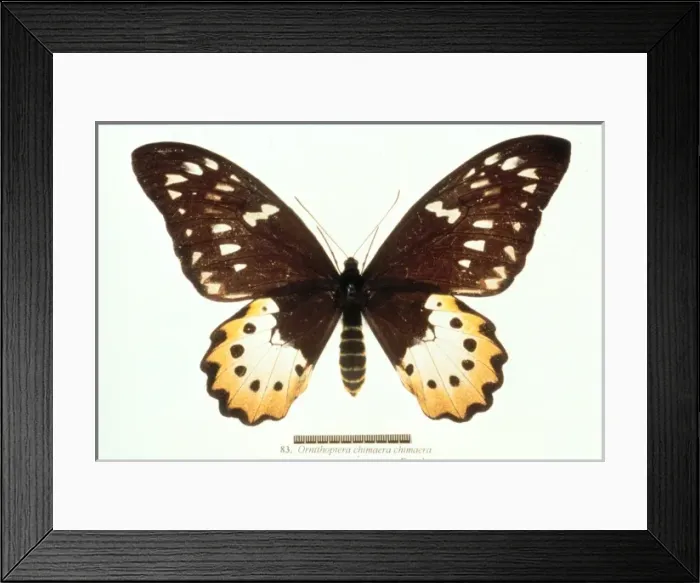 Framed Print : Ornithoptera chimaera, birdwing butterfly Framed Print : Ornithoptera chimaera, birdwing butterfly
