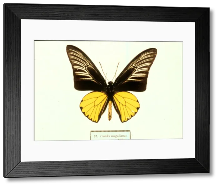 Framed Print : Ornithoptera tithonus, birdwing butterfly Framed Print : Ornithoptera tithonus, birdwing butterfly