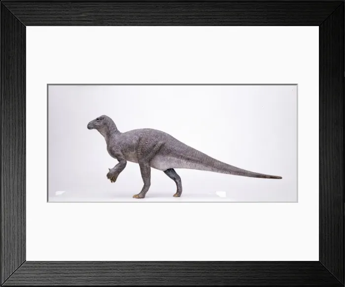 Framed Print : Iguanodon. A model of an Iguanodon, a herbivorous dinosaur whose fossil Framed Print : Iguanodon. A model of an Iguanodon, a herbivorous dinosaur whose fossil