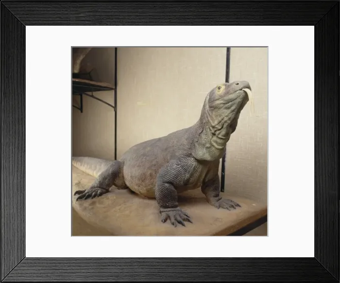Framed Print : Varanus komodoensis, Komodo dragon Framed Print : Varanus komodoensis, Komodo dragon