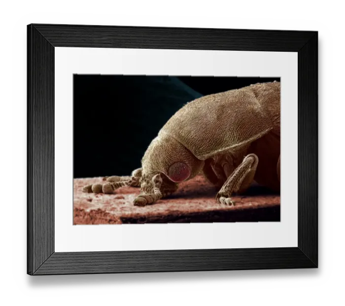 Framed Print : Dermestes lardarius, larder beetle Framed Print : Dermestes lardarius, larder beetle