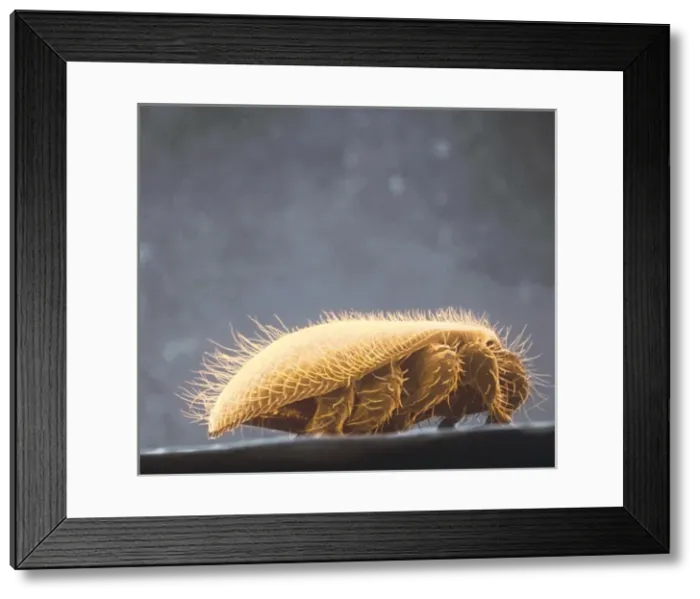 Framed Print : Varroa jacobsoni, honey bee mite Framed Print : Varroa jacobsoni, honey bee mite
