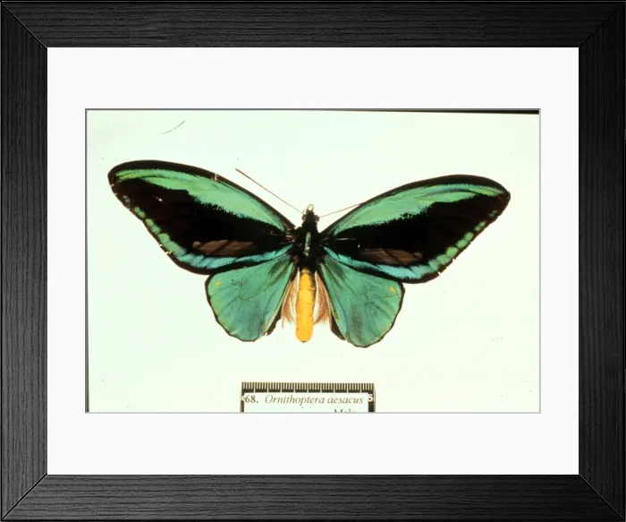 Framed Print : Ornithoptera aesacus, birdwing butterfly Framed Print : Ornithoptera aesacus, birdwing butterfly