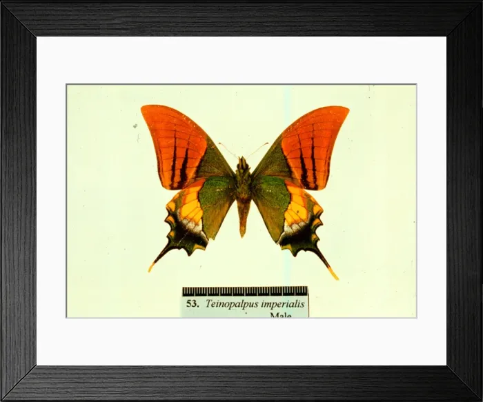 Framed Print : Teinopalpus aureus, golden Kaiser-I-Hind Framed Print : Teinopalpus aureus, golden Kaiser-I-Hind