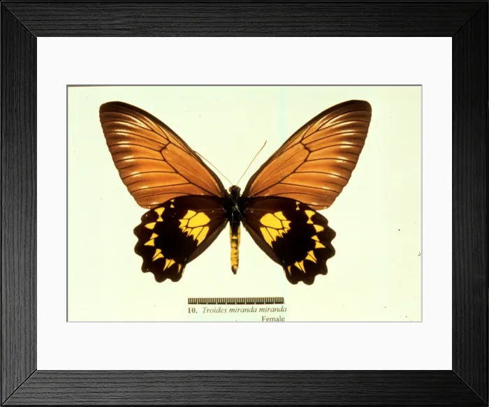 Framed Print : Troides miranda, birdwing butterfly Framed Print : Troides miranda, birdwing butterfly