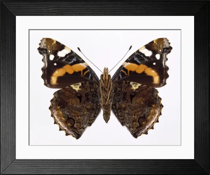 Framed Print : Vanessa atalanta, red admiral Framed Print : Vanessa atalanta, red admiral