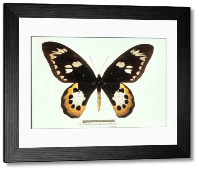 Framed Print : Ornithoptera tithonus, birdwing butterfly Framed Print : Ornithoptera tithonus, birdwing butterfly