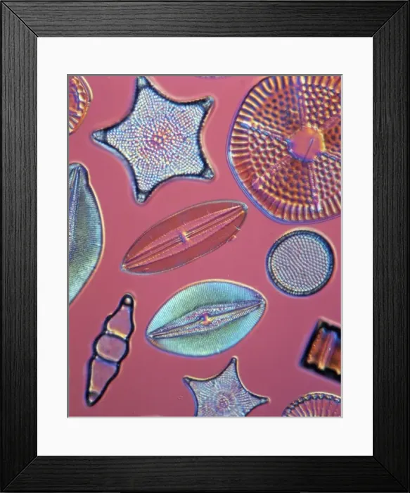 Framed Print : Diatoms. Selected slide of a group of fossil diatoms collected Framed Print : Diatoms. Selected slide of a group of fossil diatoms collected
