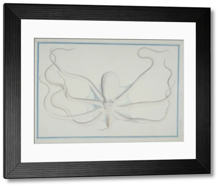 Framed Print : Octopus sp Framed Print : Octopus sp