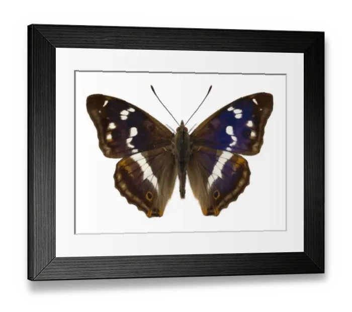 Framed Print : Apatura iris, purple emperor Framed Print : Apatura iris, purple emperor