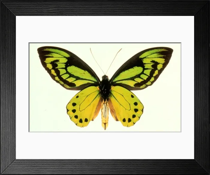 Framed Print : Ornithoptera allotei, birdwing butterfly Framed Print : Ornithoptera allotei, birdwing butterfly
