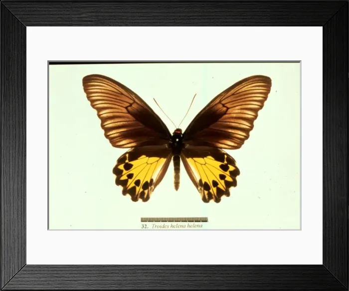 Framed Print : Troides helena, common birdwing butterfly Framed Print : Troides helena, common birdwing butterfly