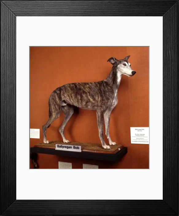 Framed Print : Canis lupus familiaris, dog Framed Print : Canis lupus familiaris, dog