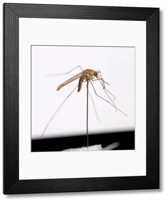 Framed Print : Anopheles sacharori, mosquito Framed Print : Anopheles sacharori, mosquito