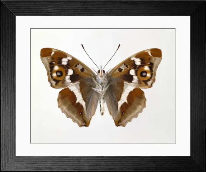 Framed Print : Apatura iris, purple emperor Framed Print : Apatura iris, purple emperor