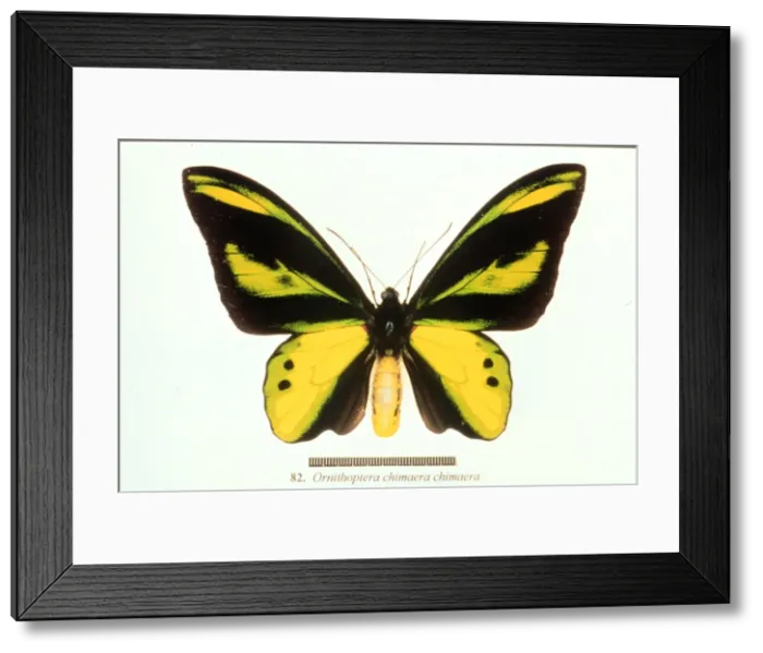 Framed Print : Ornithoptera chimaera, birdwing butterfly Framed Print : Ornithoptera chimaera, birdwing butterfly