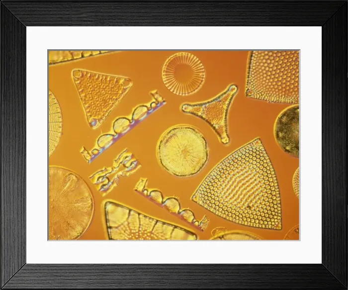 Framed Print : Diatoms. Selected slide of a group of fossil diatoms collected Framed Print : Diatoms. Selected slide of a group of fossil diatoms collected