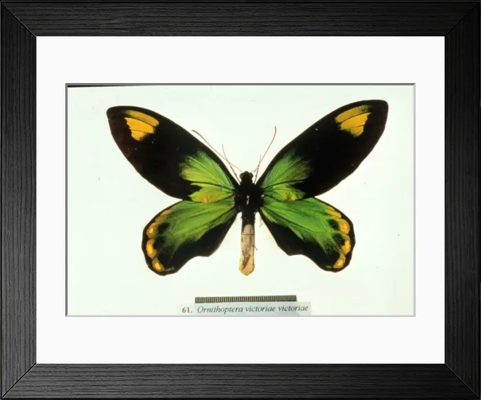 Framed Print : Ornithoptera victoriae, birdwing butterfly Framed Print : Ornithoptera victoriae, birdwing butterfly