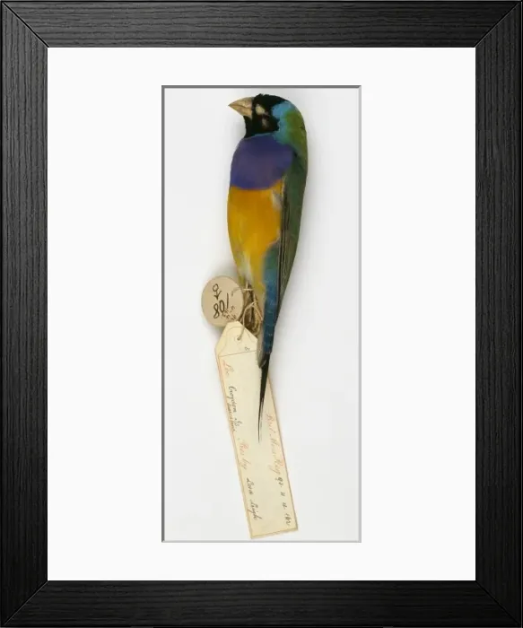 Framed Print : Chloebia gouldiae, Gouldian finch Framed Print : Chloebia gouldiae, Gouldian finch