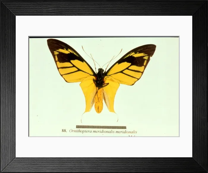 Framed Print : Ornithoptera meridionalis, birdwing butterfly Framed Print : Ornithoptera meridionalis, birdwing butterfly