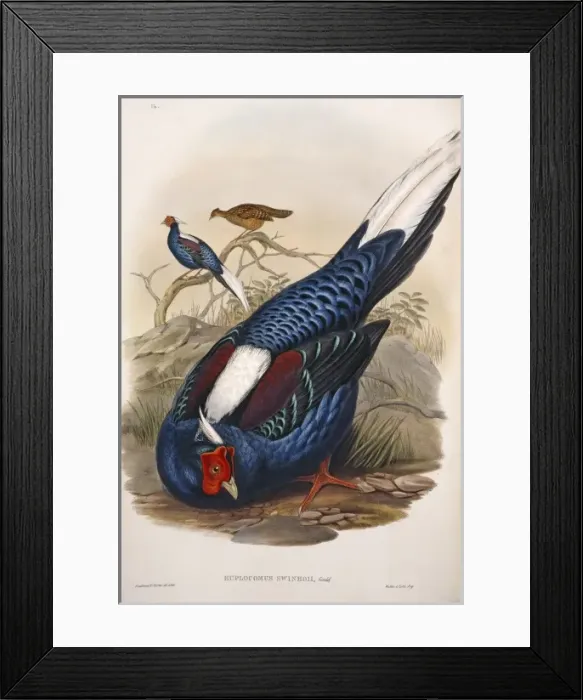 Framed Print : Lophura swinhoii, Swinhoes pheasant Framed Print : Lophura swinhoii, Swinhoes pheasant