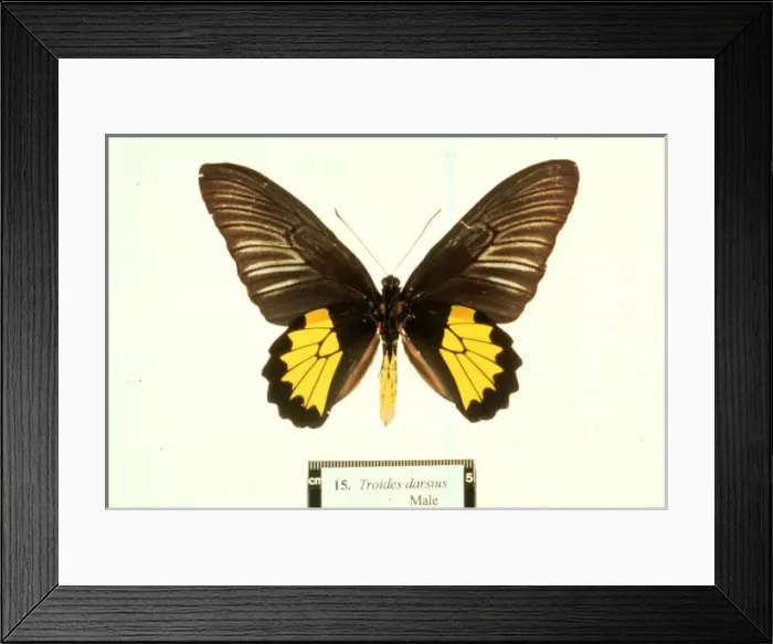 Framed Print : Ornithoptera tithonus, birdwing butterfly Framed Print : Ornithoptera tithonus, birdwing butterfly