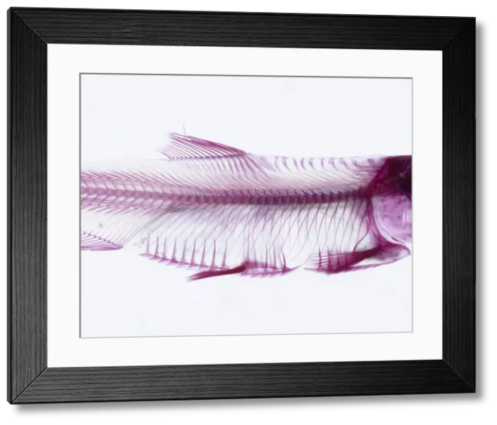 Framed Print : Cichlid from the family of perch-like fishes native to rivers Framed Print : Cichlid from the family of perch-like fishes native to rivers