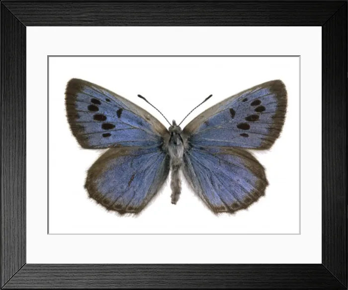 Framed Print : Maculinea arion, large blue Framed Print : Maculinea arion, large blue