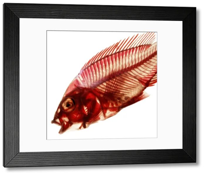 Framed Print : Cichlid from the family of perch-like fishes native to rivers Framed Print : Cichlid from the family of perch-like fishes native to rivers