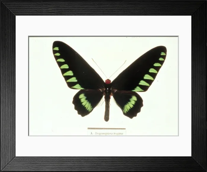 Framed Print : Trogonoptera trojana, birdwing butterfly Framed Print : Trogonoptera trojana, birdwing butterfly