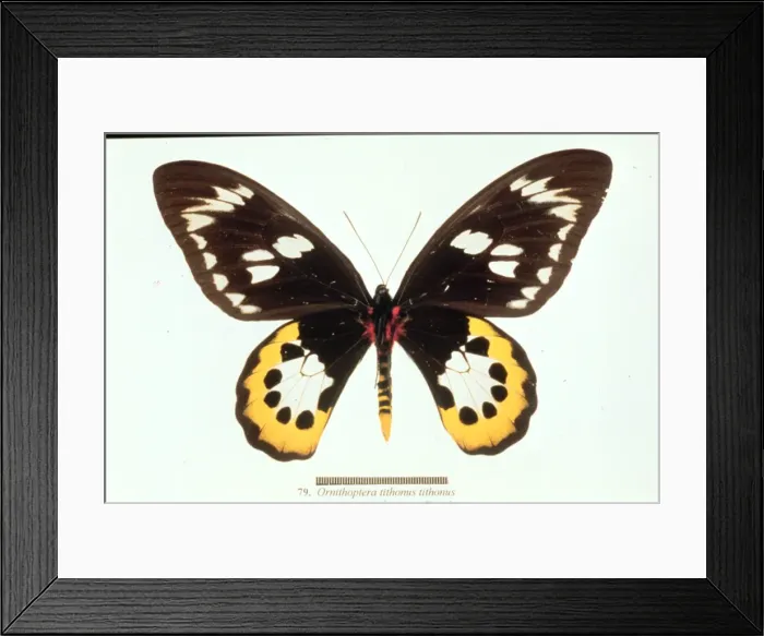 Framed Print : Ornithoptera tithonus, birdwing butterfly Framed Print : Ornithoptera tithonus, birdwing butterfly