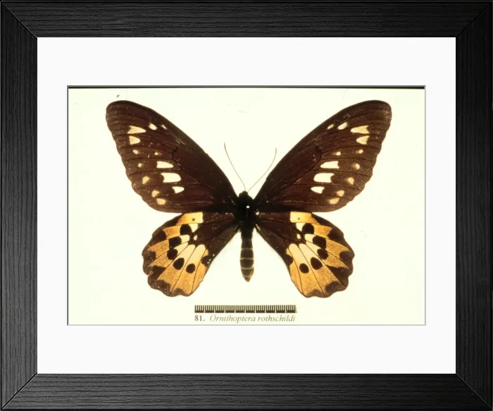 Framed Print : Ornithoptera rothschildi, Rothschilds birdwing Framed Print : Ornithoptera rothschildi, Rothschilds birdwing